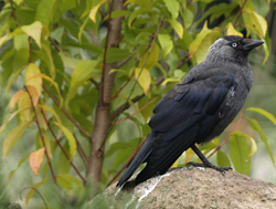 Dohlen leben mitten unter uns und haben sich angepasst: Vögel abwehren.